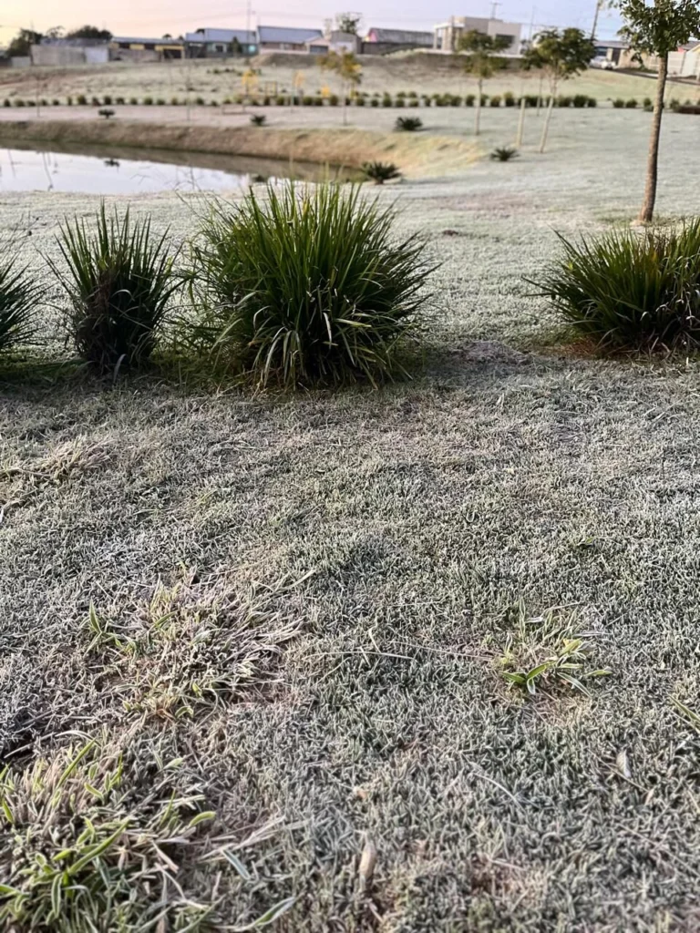 Paraná registra temperaturas negativas em 20 cidades e geada intensa no centro-sul do Estado