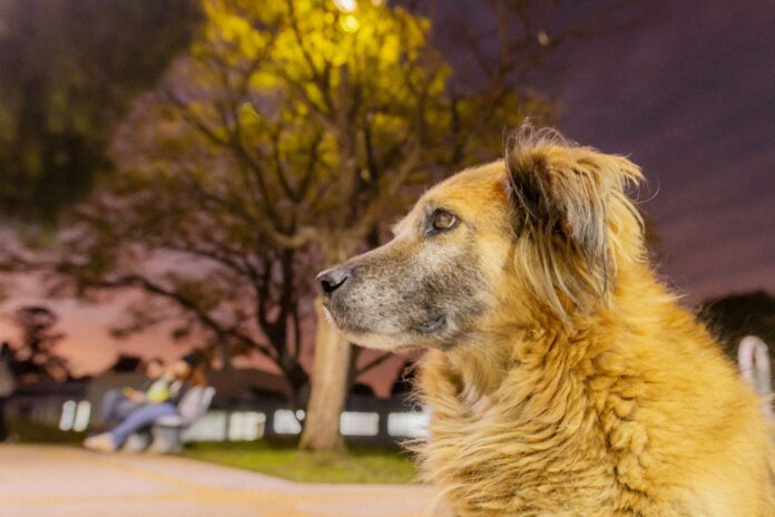 Projeto Cão Comunitário, da UEPG em parceria com a OAB, abre inscrições para estudantes que desejam atuar na proteção e nos direitos dos animais por meio do Observatório de Bem-Estar Animal.