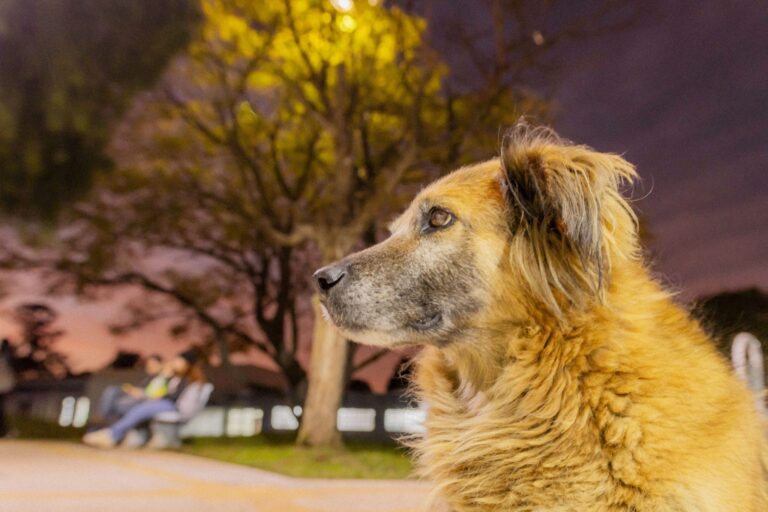 Projeto Cão Comunitário, da UEPG em parceria com a OAB, abre inscrições para estudantes que desejam atuar na proteção e nos direitos dos animais por meio do Observatório de Bem-Estar Animal.