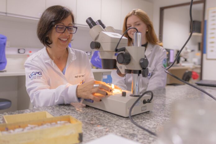 UEPG descobre nova espécie de besouro em Ponta Grossa. O Besouro Saltador dos Campos Gerais virou capa de revista internacional e é um marco para a ciência brasileira.