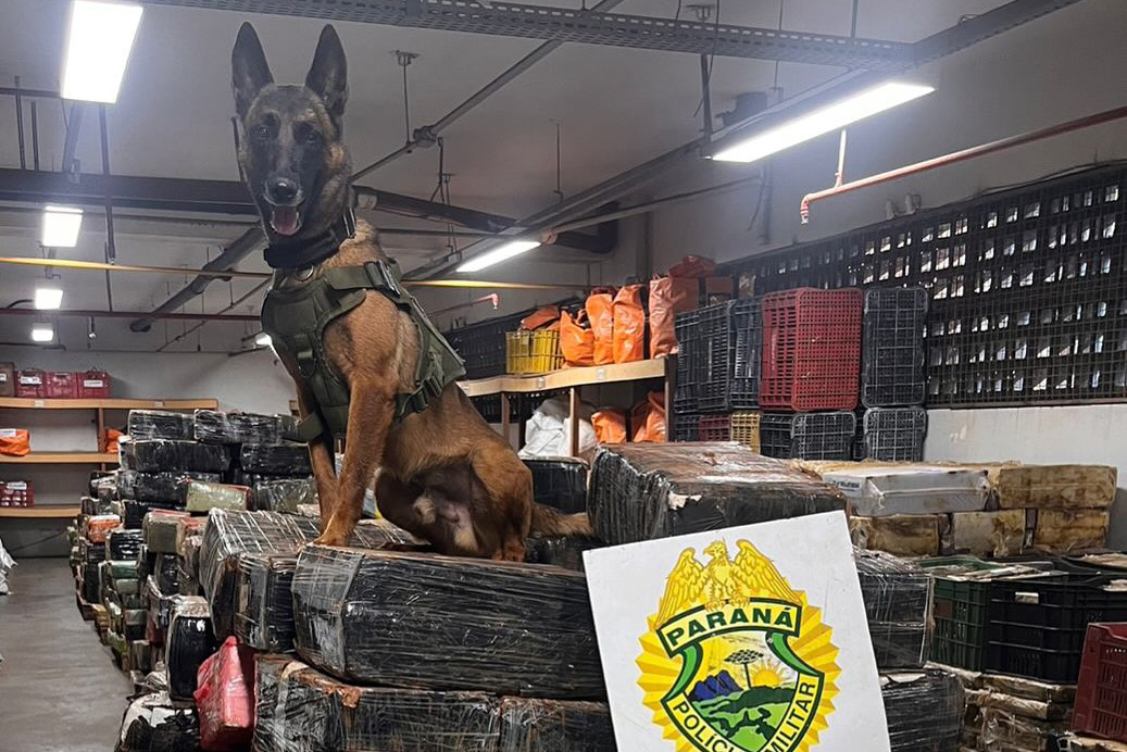 Cães da PMPR causam prejuízo histórico de R$ 903 milhões ao crime organizado