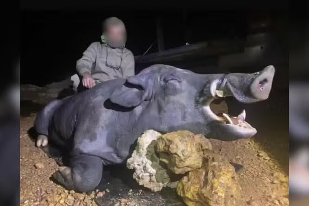 Javali Gigante de 250 kg Abatido em Minas Gerais: Caçadores Autorizados Realizam o Abate em Lavoura