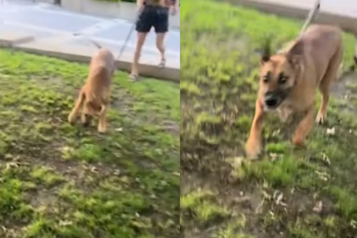 Cachorro reencontra ex-tutora após meses separados e viraliza