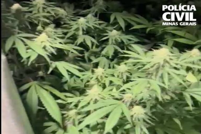 Biólogo é preso em Belo Horizonte por cultivar maconha e ensinar a produzir
