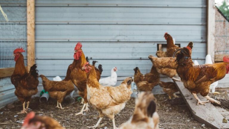 União Europeia reconhece Brasil como livre de gripe aviária
