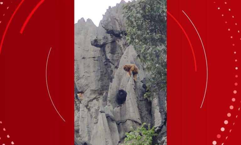 Moradora de cidade da Bahia é surpreendida com visita de macacos