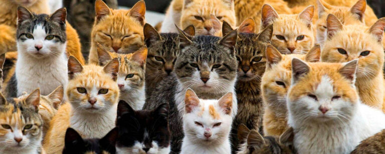Estudo sugere que gatos foram domesticados no norte da África