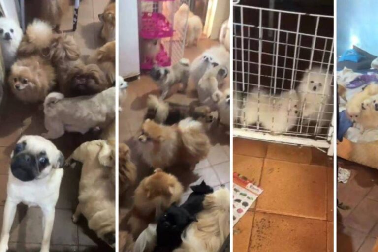 Resgate de 72 cães em canil clandestino em Arujá revela graves maus-tratos