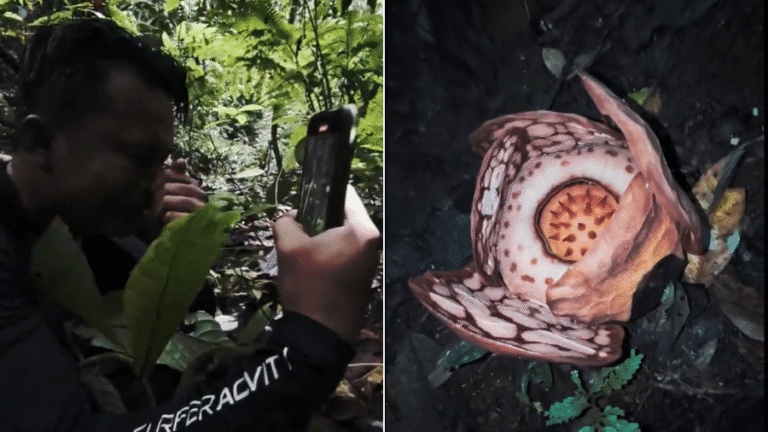 Cientistas descobrem flor gigante raríssima na Indonésia após busca de 13 anos