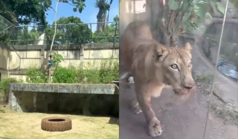 Tragédia em zoológico: homem invade recinto e é atacado por leoa em João Pessoa