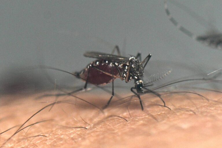 Dengue deve atingir 1,8 milhão de casos no Brasil em 2026