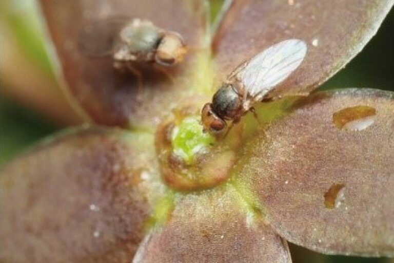 Planta japonesa imita cheiro de formigas feridas para atrair polinizadores