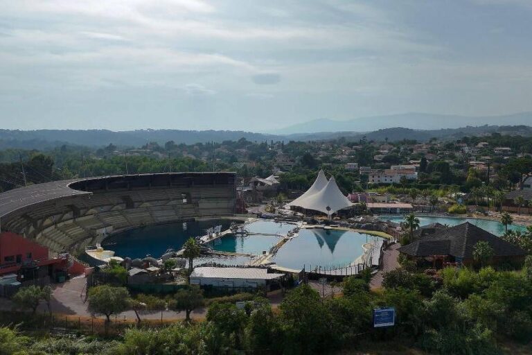 Orcas abandonadas em parque fechado na França: situação alarmante