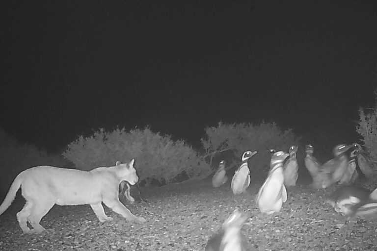 Onças-pardas na Patagônia: pinguins enfrentam nova ameaça