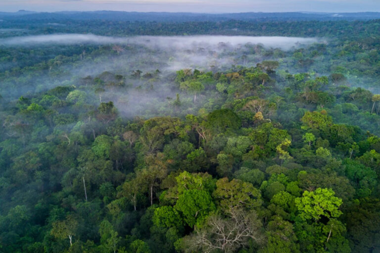 PSol e Apib Contestam Licenciamento Ambiental no STF
