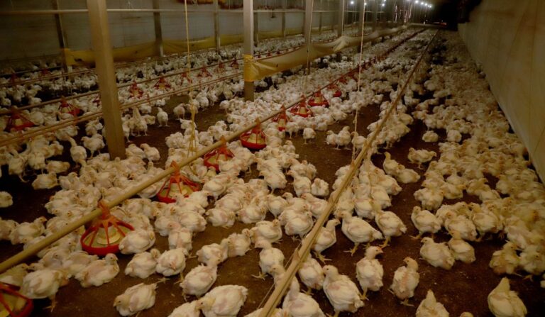 Avicultura do Paraná receberá R$ 475 milhões em novos investimentos