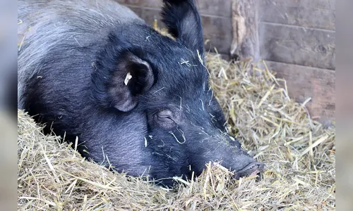 Invasão em sítio em Cambira resulta em abate de porca