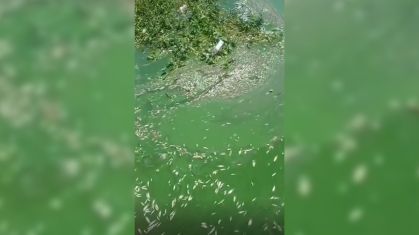 Peixes mortos na Represa Billings: crime ambiental em SP