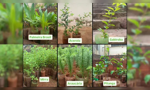 Feirão de Mudas: espécies nativas e frutíferas a preços acessíveis