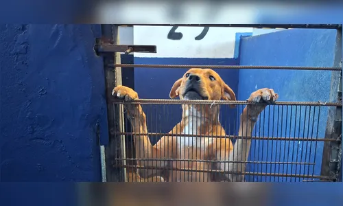 Aumento alarmante no abandono de animais em Apucarana