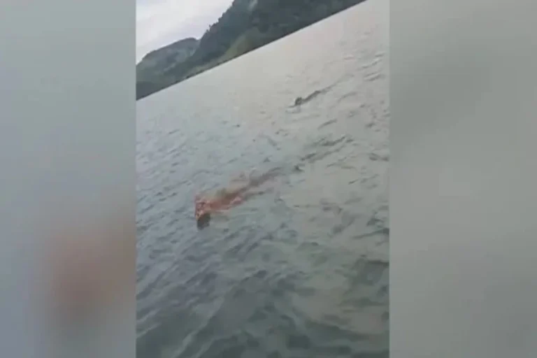 Momentos raros: onças nadam no Rio Iguaçu