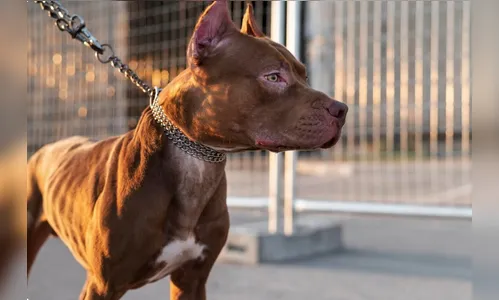 Menina de 3 anos atacada por pitbull em Piraquara
