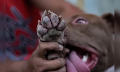 Crime brutal: Pitbull é encontrado morto após assalto em Apucarana