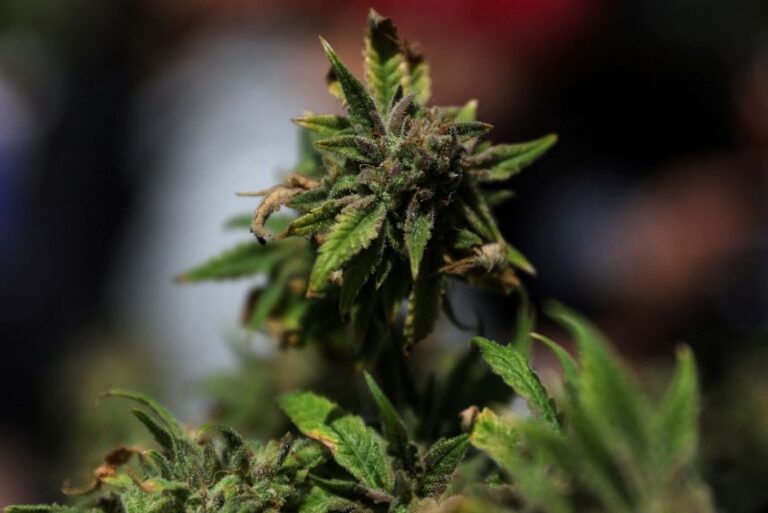 Trump avalia reclassificação da maconha nos EUA em 2025