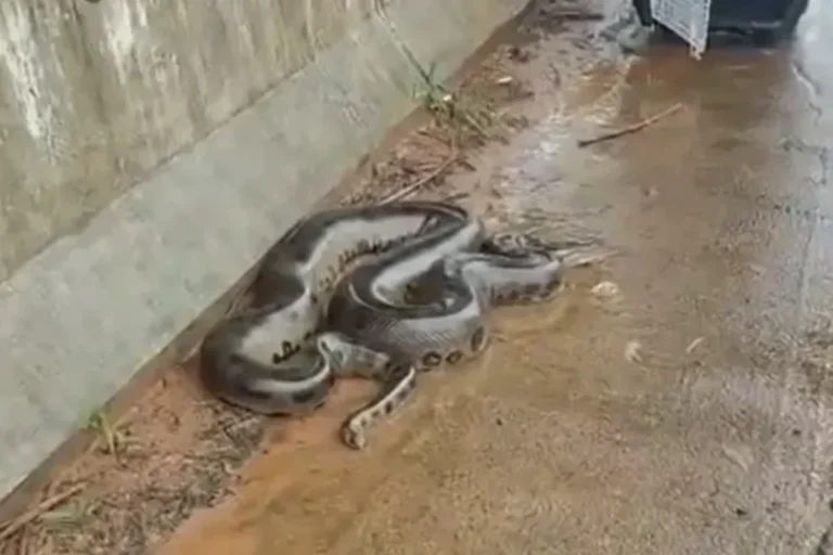 Resgate emocionante: sucuri de 4 metros é salva em ponte no Paraná