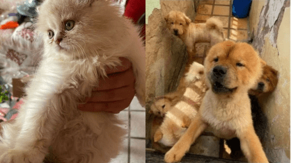 Mulher presa no MA após maus-tratos a 121 animais em canil