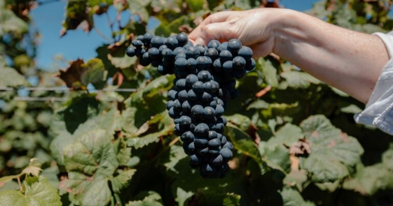 Setor do vinho brasileiro enfrenta desafios com acordo Mercosul-UE