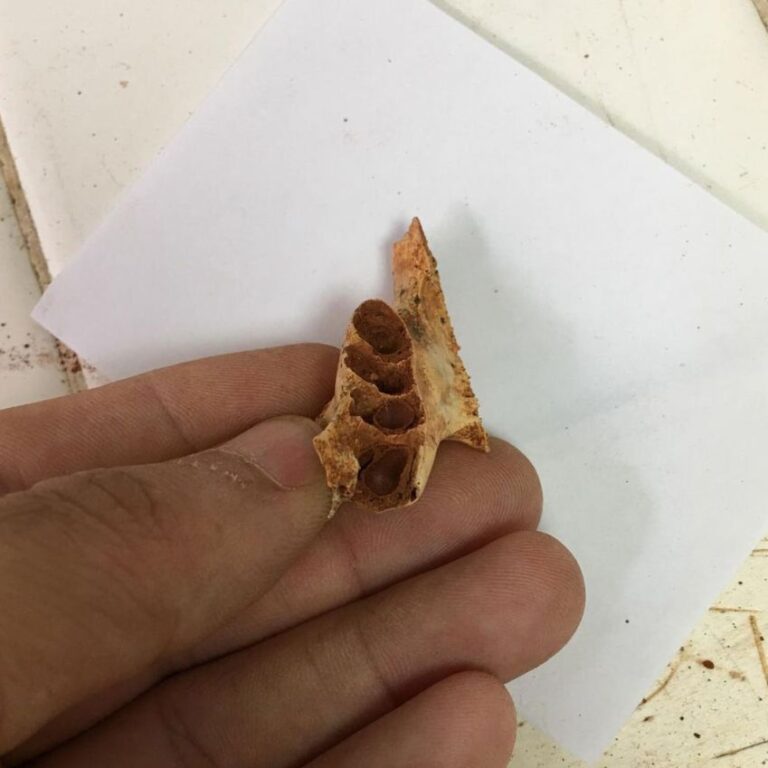 Abelhas ancestrais utilizavam fósseis de animais para nidificar