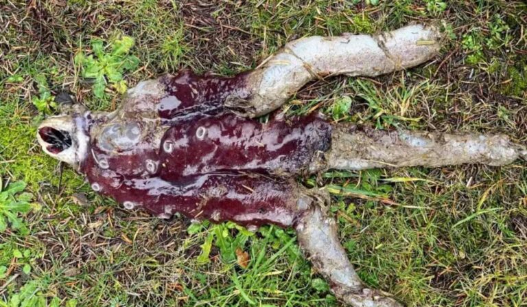 Criatura marinha encontrada em praia escocesa intriga especialistas