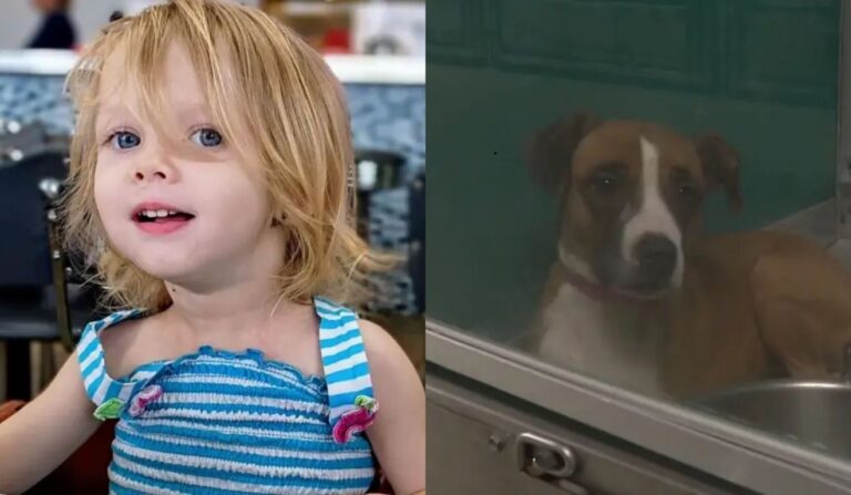 Cachorro desnutrido mata bebê de 2 anos em Oklahoma City