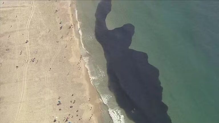 Cardumes gigantes encantam banhistas na Praia do Leme