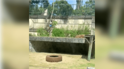 Zoológico em João Pessoa reabre após tragédia com leoa