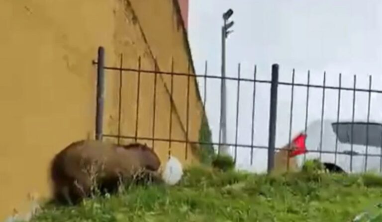 Capivara resgatada causa surpresa em Curitiba
