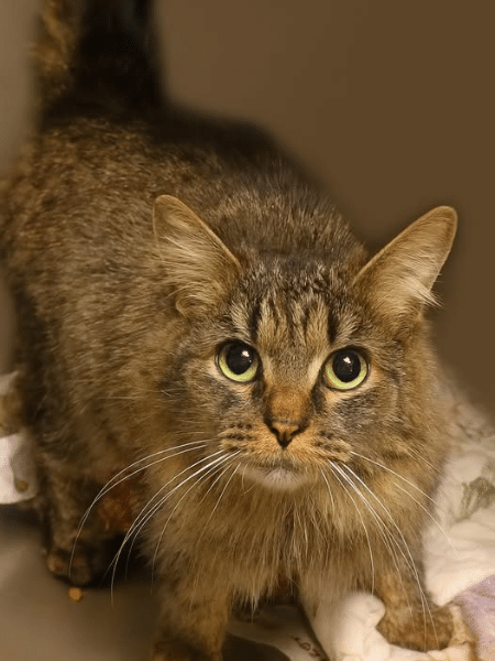 Gata perdida por 443 dias é encontrada após furacão nos EUA