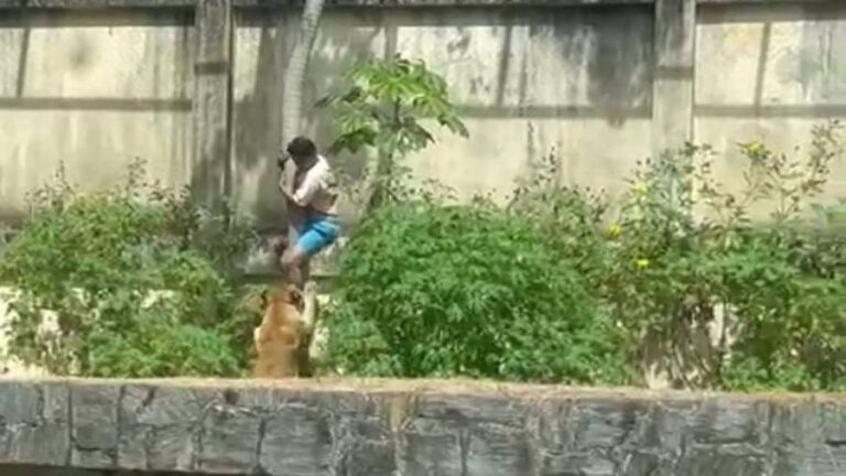 Reabertura do zoo após morte de jovem e monitoramento da leoa