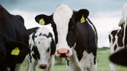 Auditoria sanitária da carne bovina do Brasil programada para 2026