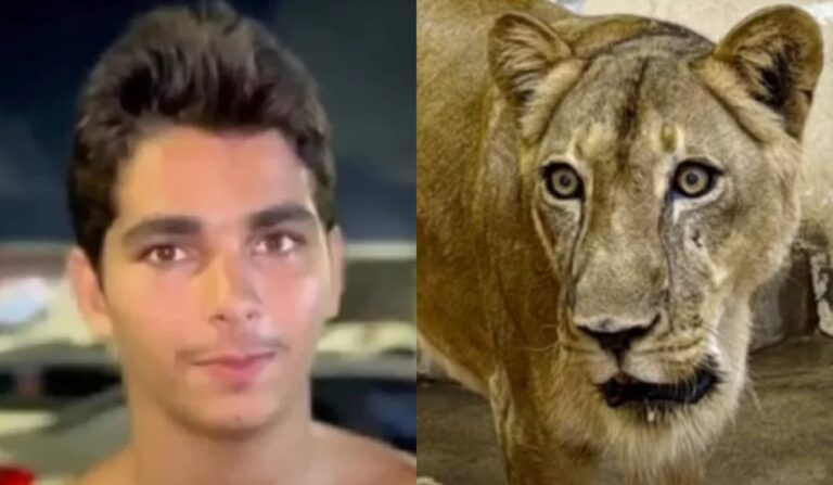Comportamento instintivo da leoa é destacado após ataque a jovem no zoológico