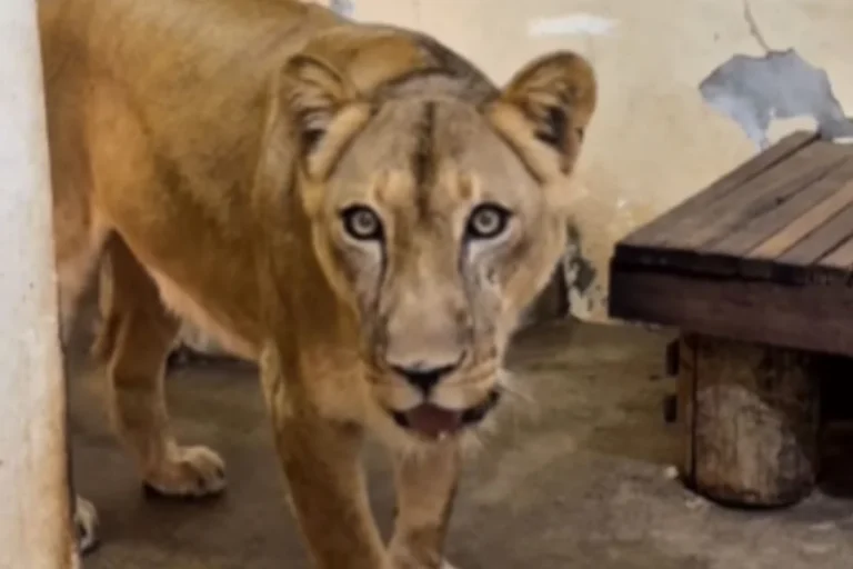 Reabertura do zoológico em João Pessoa traz novas regras e segurança