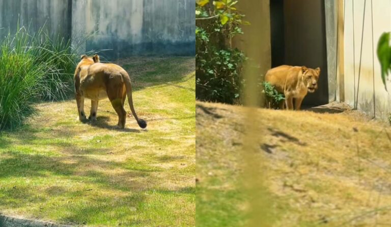 Leoa Leona retorna ao recinto do zoológico após acompanhamento médico