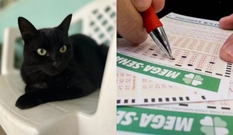 Gato Milu e suas previsões para a Mega da Virada 2025