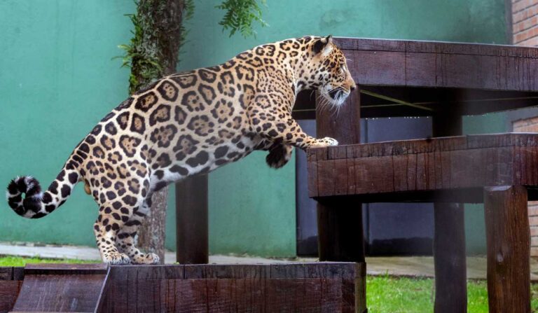 Zoológico de Curitiba apresenta nova onça-pintada com esperança de reprodução