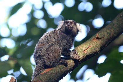 Crescimento dos resgates de animais silvestres em São Paulo