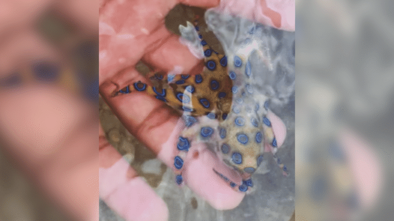 Turista desavisado manuseia polvo mortal nas Filipinas