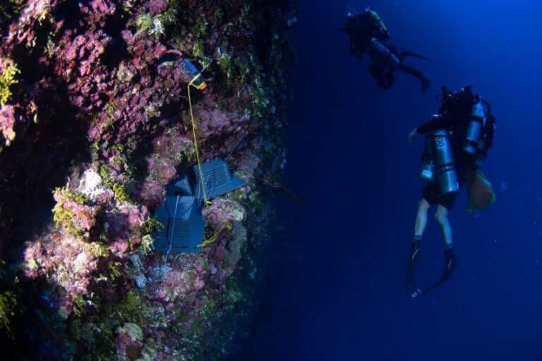 Descobertas incríveis na zona crepuscular do oceano em 2025