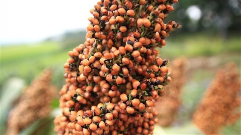 Sorgo expande papel na diversificação agrícola no Rio Grande do Sul