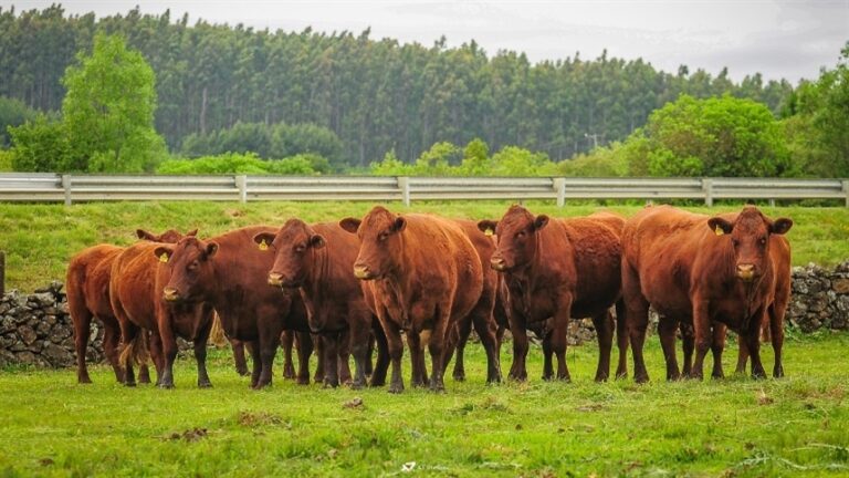 Qualidade dos grãos impulsiona eficiência na nutrição animal em 2025